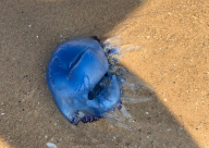 فيديو: ظهور قنديل البحر الأزرق على شاطئ بحر يافا 